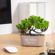   Műnövény dekoráció - bonsai - 19 x 13 cm - 4 féle                                                     BX11825