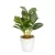 Műnövény dekoráció - fittonia - 20 x 9 cm                                                             BX11890A