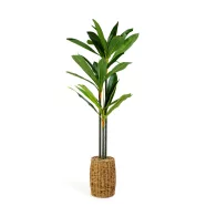   Műnövény dekoráció - Dracaena Fragrans - 1,1-1,2 m                                                    BX11906