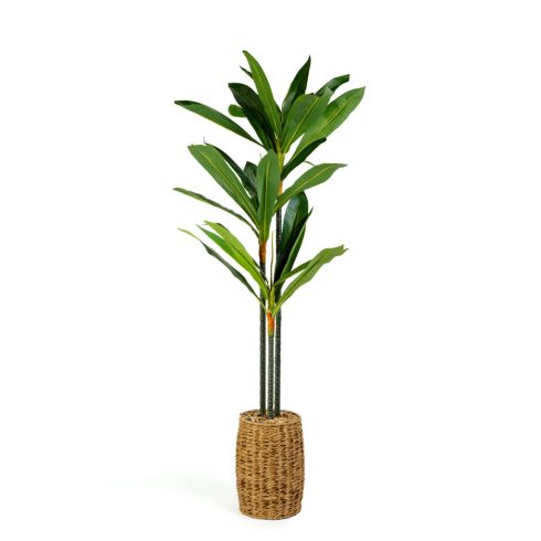 Műnövény dekoráció - Dracaena Fragrans - 1,1-1,2 m                                                    BX11906