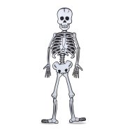   Halloween-i dekoráció - csontváz - habszivacs - 85 x 18 cm                                            BX56559