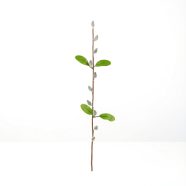   Barkaág - szálas - 58 cm                                                                              BX57935C