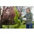 GARDENA Sövénynyíró olló PrecisionCut                                                                 GE12302-20