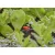GARDENA MD Zárószelep 4,6 mm-es (3/16'')                                                              GE13217-20