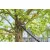 GARDENA EasyCut 110/18V P4A akkumulátoros ágvágó olló akkumulátorral                                  GE14772-20