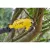 STANLEY FATMAX V20 magassági metszőolló, akkumulátor nélkül, max.2,4m hossz, max.32mm ágvastagság     SFMCPP632B-XJ